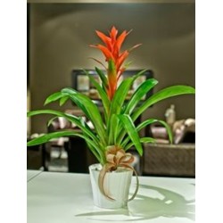 guzmania