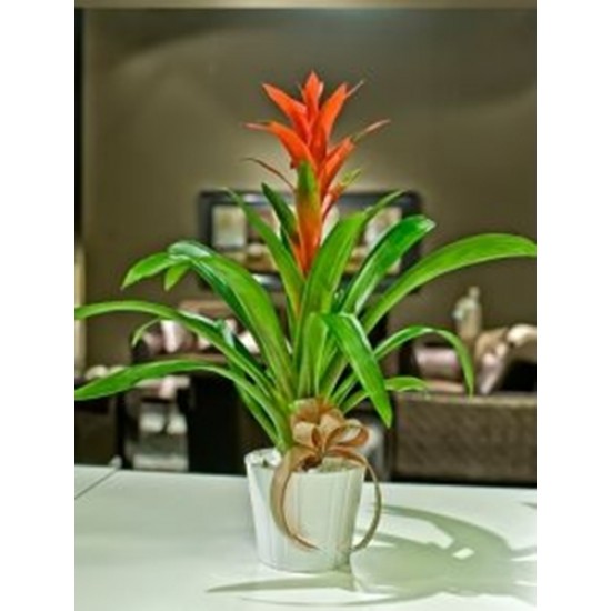 guzmania