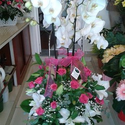 sbc 3002 Fusyagül ve lilyum süslemeli orkide aranjman