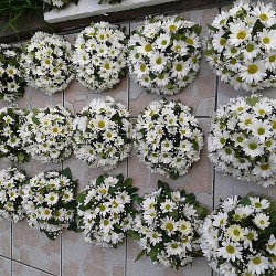 Papatya krızantem yuvarlak davetli masa aranjmanı