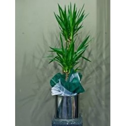 yucca
