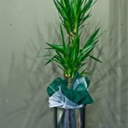 yucca