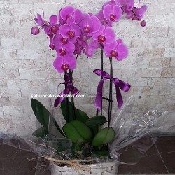 sbc 1111 Seramik Saksıda Pembe orkideler
