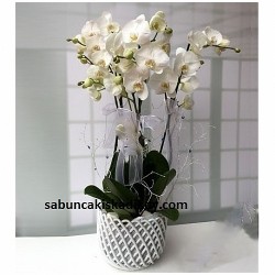 sbc 1116 Seramik saksıda çiftli Orkideler