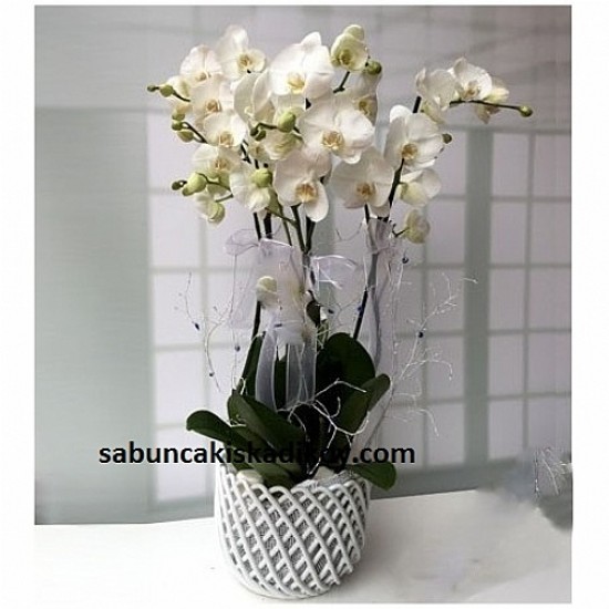 sbc 1116 Seramik saksıda çiftli Orkideler
