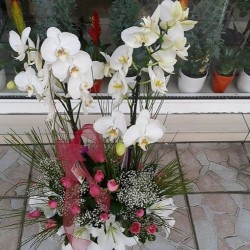 sbc 391 seramikte çift orkide ve pembe güller